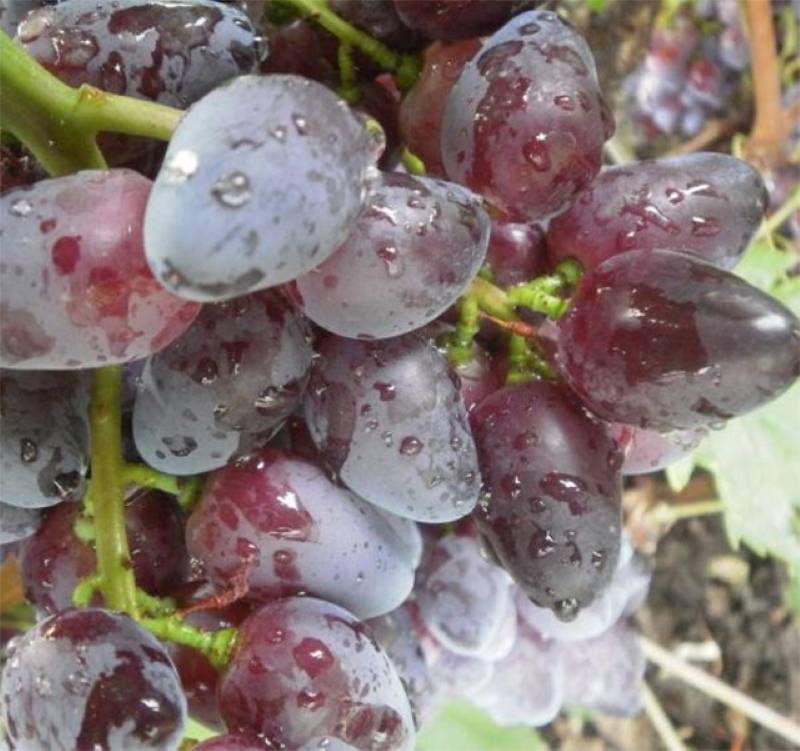 Описание винограда сорта красотка, технология посадки и ухода