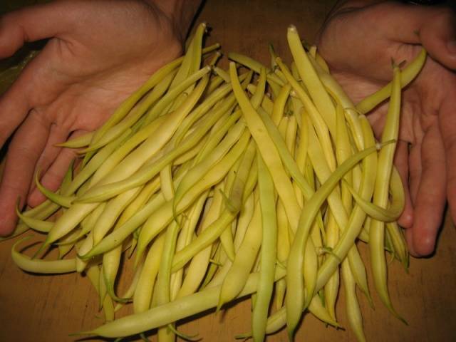 Фасоль масляный король: отзывы о сорте, характеристики, урожайность : фото