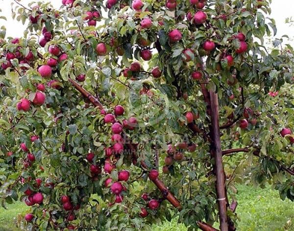 Яблоня лобо: описание сорта и его особенностей