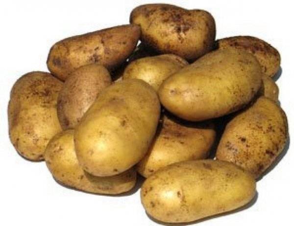 Картофель чародейка: описание сорта, фото, урожайность, отзывы