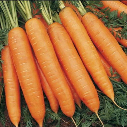 Морковь болеро f1 описание