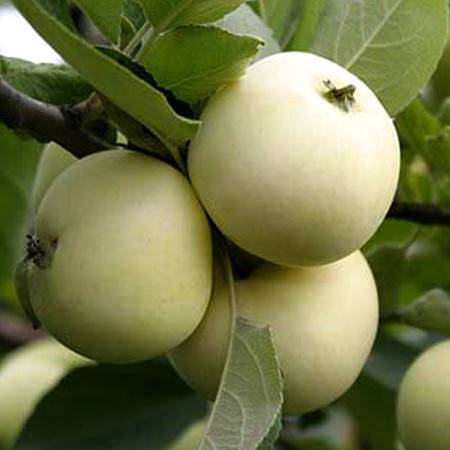 Характеристика и особенности яблони сорта «белый налив»