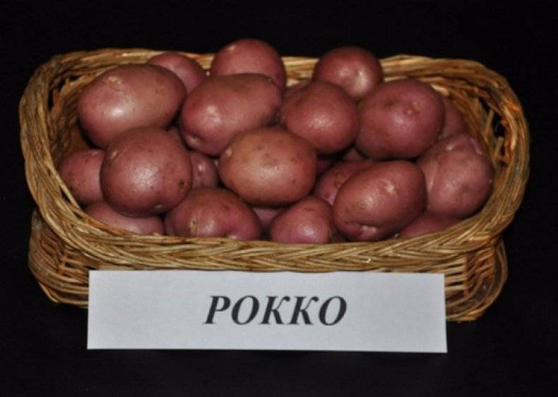 Сорт картофеля «лабадия (labadia)» – описание и фото
