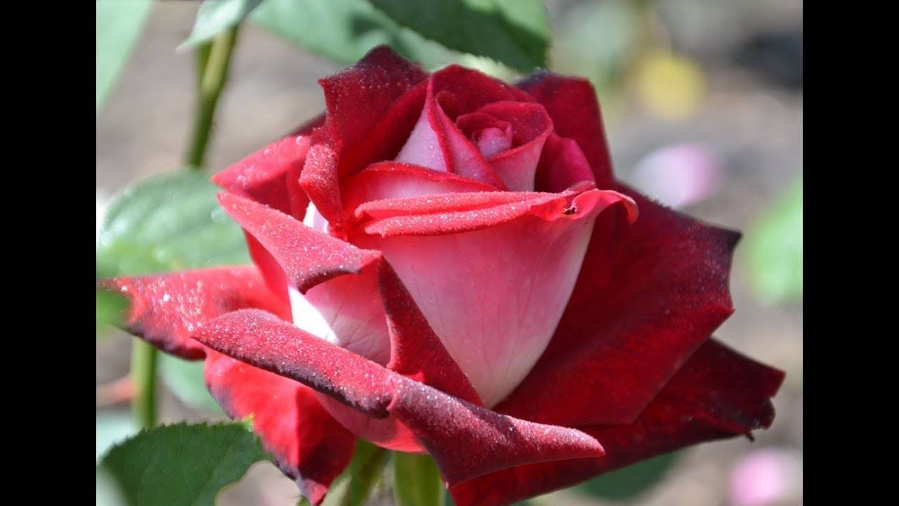 Особенности сорта роз эксплорер: выращивание классического цветка, как ухаживать