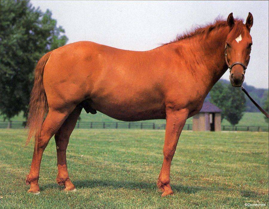 Башкирская лошадь — википедия. что такое башкирская лошадь