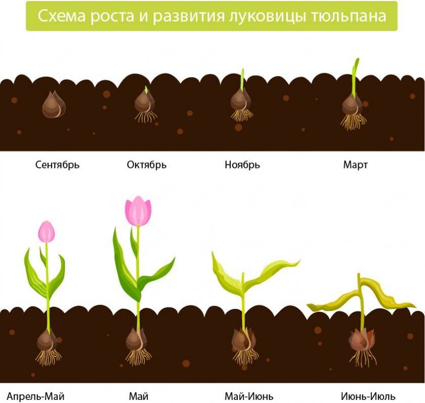 Как размножается тюльпан: особенности разведения - общая информация - 2020