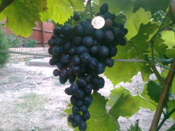 Элитный сорт винограда ведьмины пальцы: загадочность и изысканность в одном лице