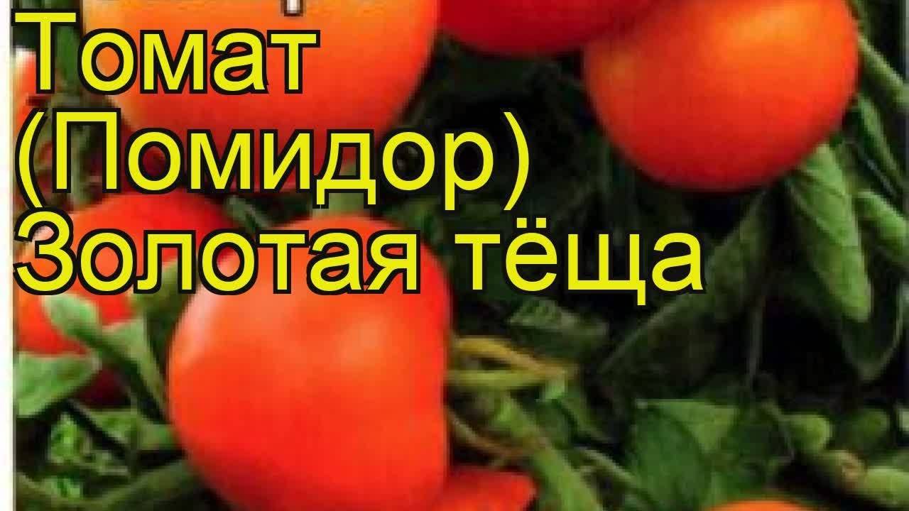 Находка для огородников — томат золотая теща: характеристика и описание сорта, выращивание и уход