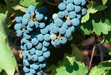 Виноград каберне: описание сорта и его разновидности - кортис, совиньон, фран, их характеристики и фото
