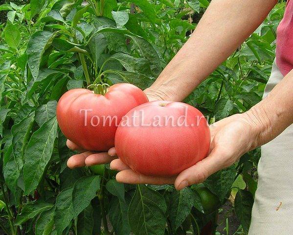 Томат «малиновый гигант»: простая агротехника и отличный урожай