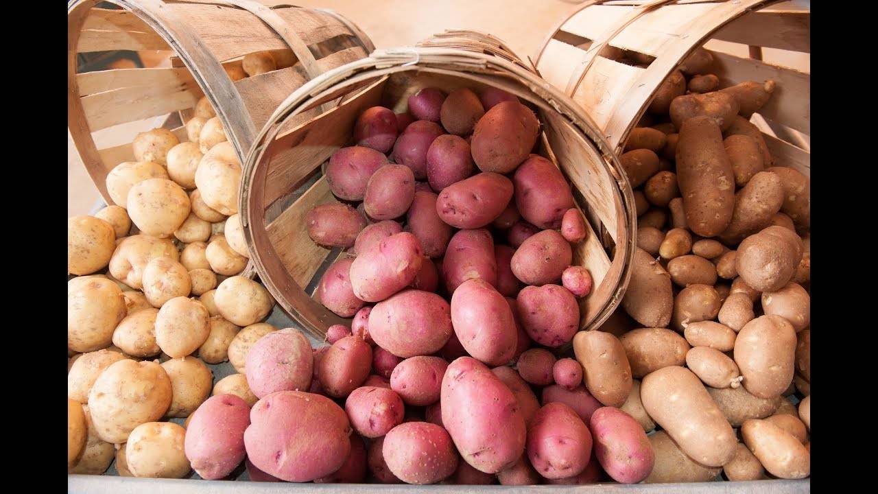 Подробное описание сорта картофеля латона с фото