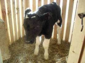 Молочная кислота для животных. применяем молочную кислоту в ветеринарии