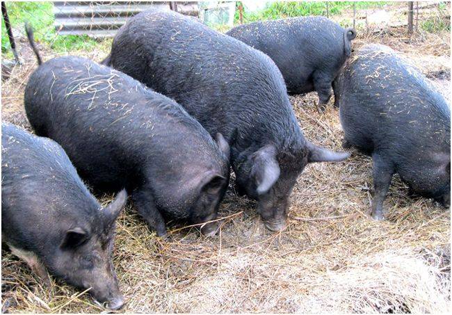 Кармалы порода свиней - характеристика и инструкция по выращиванию!