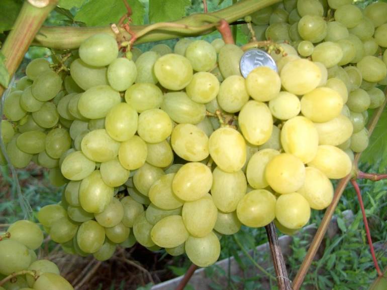 Великолепный сорт гибридного винограда — «валек»
