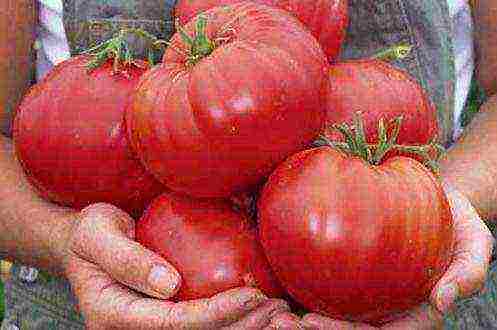 Семена томатов сибирской селекции: преимущества, для теплиц и открытого грунта