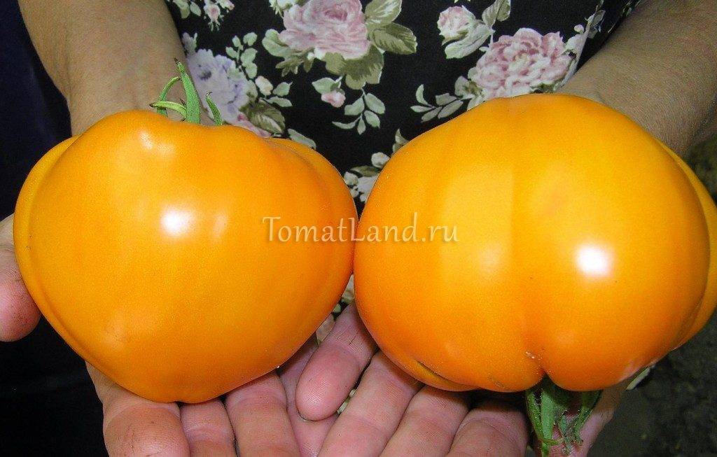 Сорт томата «немецкая красная клубника»: фото, отзывы, описание, характеристика, урожайность