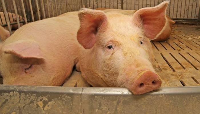 Аскаридоз свиней: причины появления, симптомы и лечение | все о паразитах