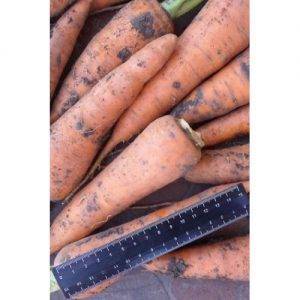 Морковь каскад описание сорта отзывы