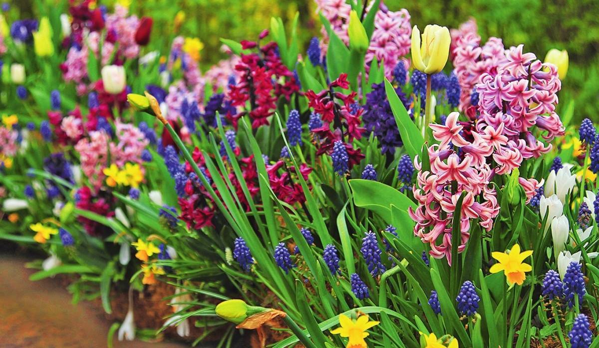10 красивых цветов-многолетников, цветущих в мае