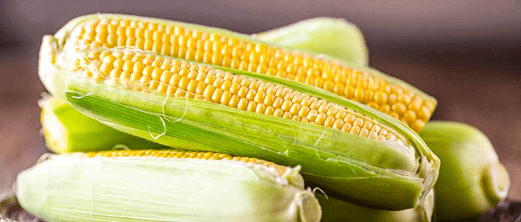 Польза и вред варёной кукурузы для организма человека