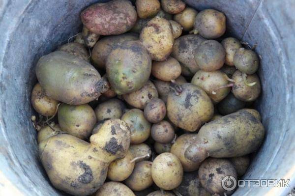 Белорусский картофель «скарб» описание сорта, характеристики, фото