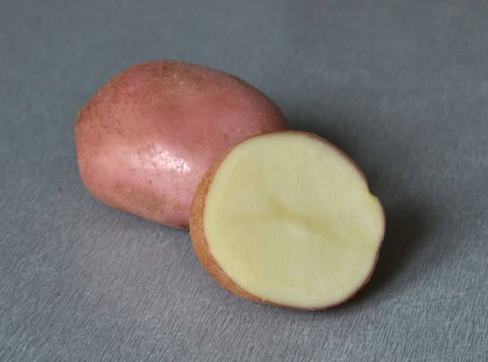 Картофель романо: характеристика с фото, особенности выращивания, отзывы - общая информация - 2020