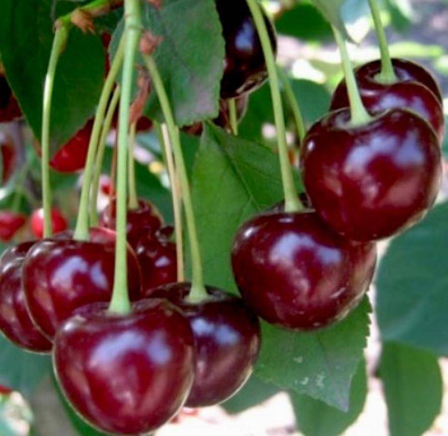 О вишне мичуринской: описание сорта, способы выращивания и ухода
