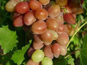 Что нужно знать о сорте винограда тасон