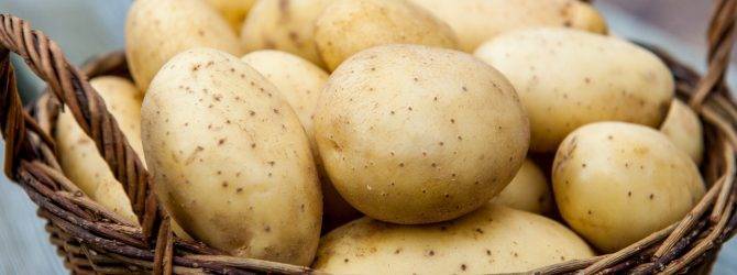 Сорт картофеля Ривьера: характеристика, отзывы