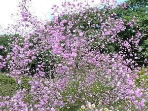 Василистник малый — лечебная трава в вашем саду