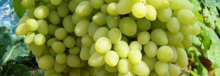 Описание и характеристика винограда сорта платовский, правила выращивания