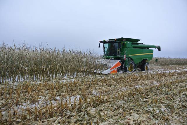 Технология возделывания кукурузы на силос: основные правила посадки и ухода