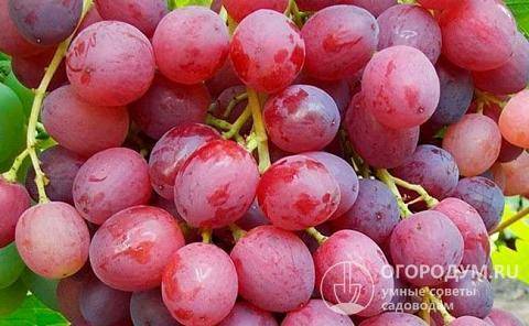 Описание сорта винограда кишмиш велес: фото и отзывы | vinograd-loza