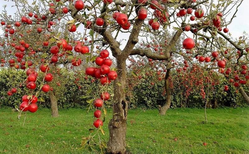 Когда и как сажать яблони весной в открытый грунт