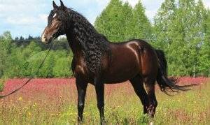 Описание андалузской породы лошадей