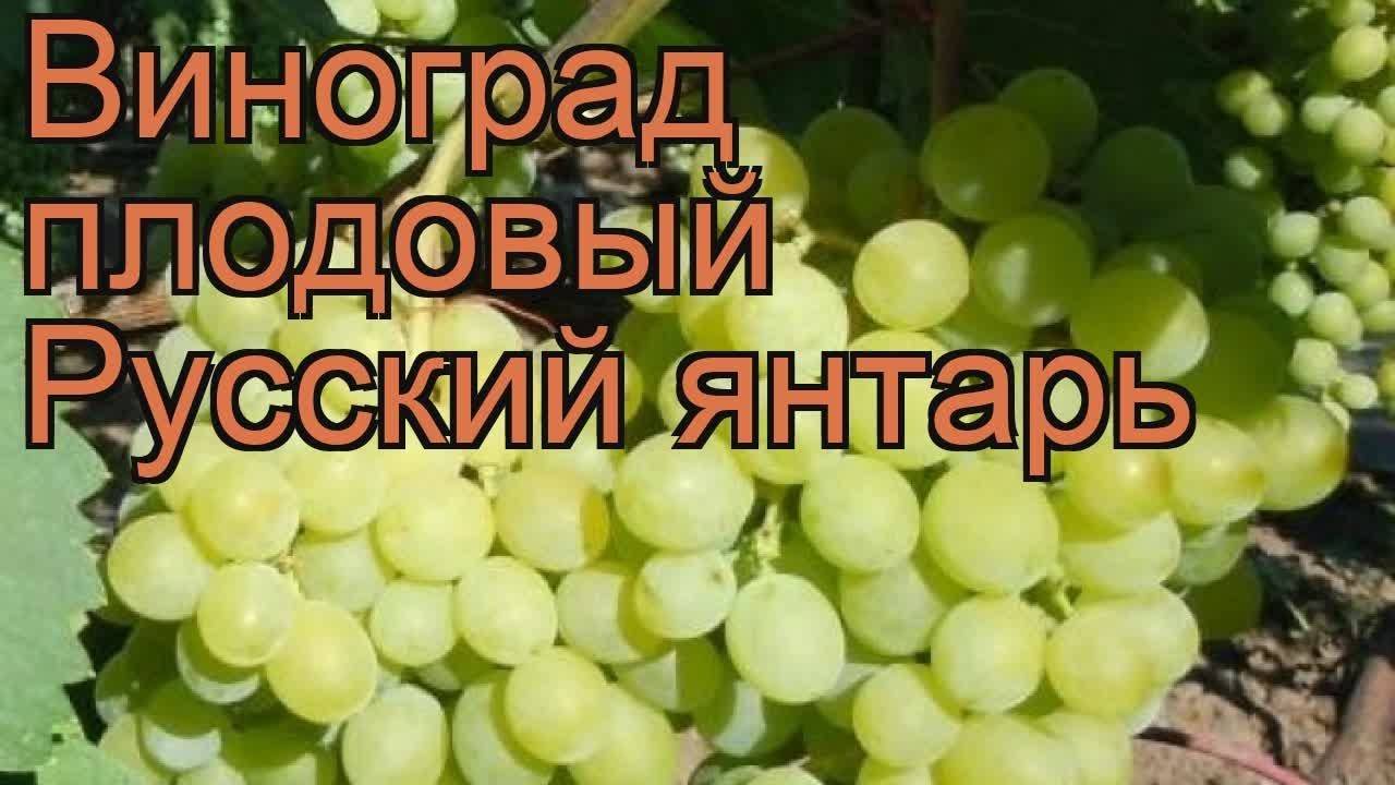 Виноград русский ранний: характеристика, описание сорта, правила выращивания, отзывы