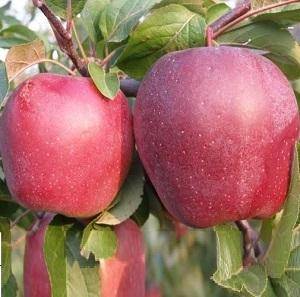 Сорт яблок старкримсон: описание и особенности выращивания, характеристики и фото