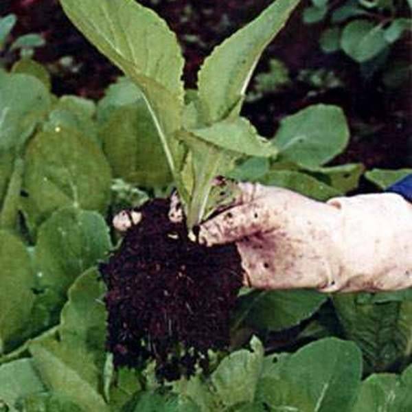 Выращиваем рассаду белокочанной капусты дома