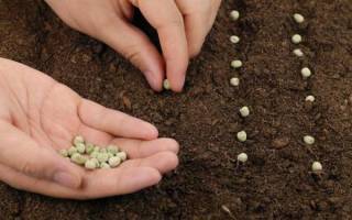 Растение арахис: выращивание в открытом грунте, фото, как вырастить в украине и россии, посадка