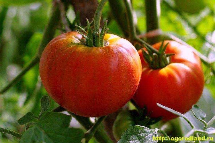 Высадка рассады помидор в открытый грунт в 2020 году