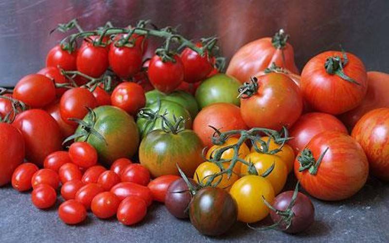 Высокорослые помидоры: лучшие сорта для открытого грунта - обзор и правила выращивания!