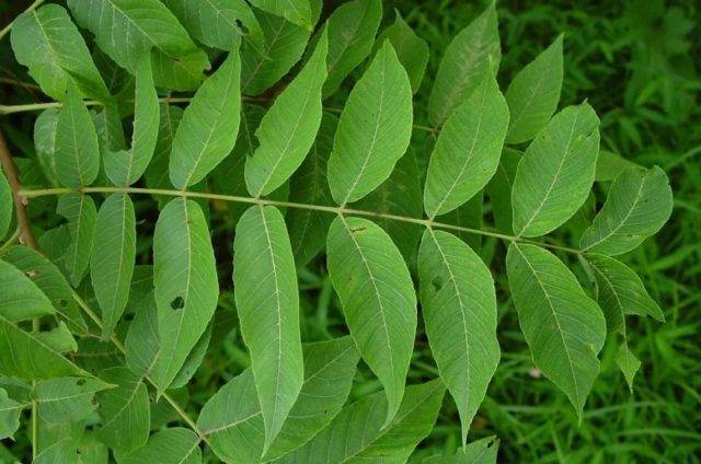 Листья маньчжурского ореха лечебные свойства