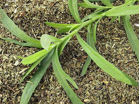 Все секреты о выращивании бархатцев из семян: когда и как сажать, правила ухода