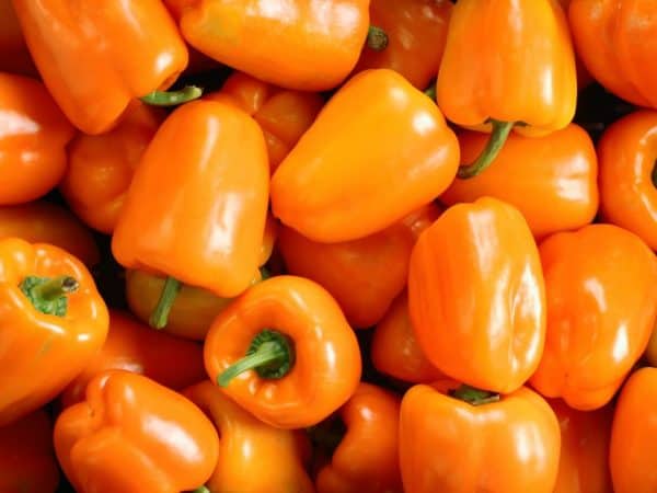 Перец оранжевое чудо — описание, отзывы, похожие сорта оранжевого перца