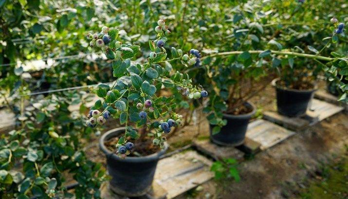 Голубика: выращивание из семян - подробная информация!