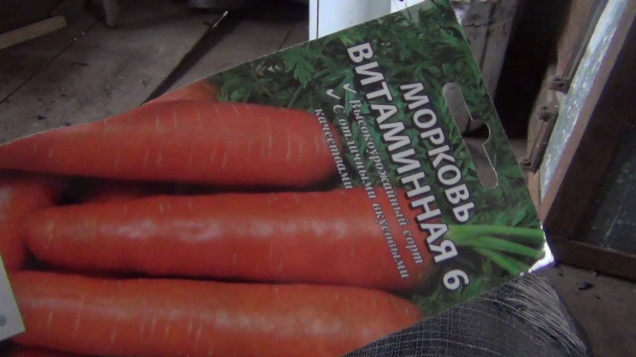 Морковь нииох 336: характеристика и особенности выращивания сорта