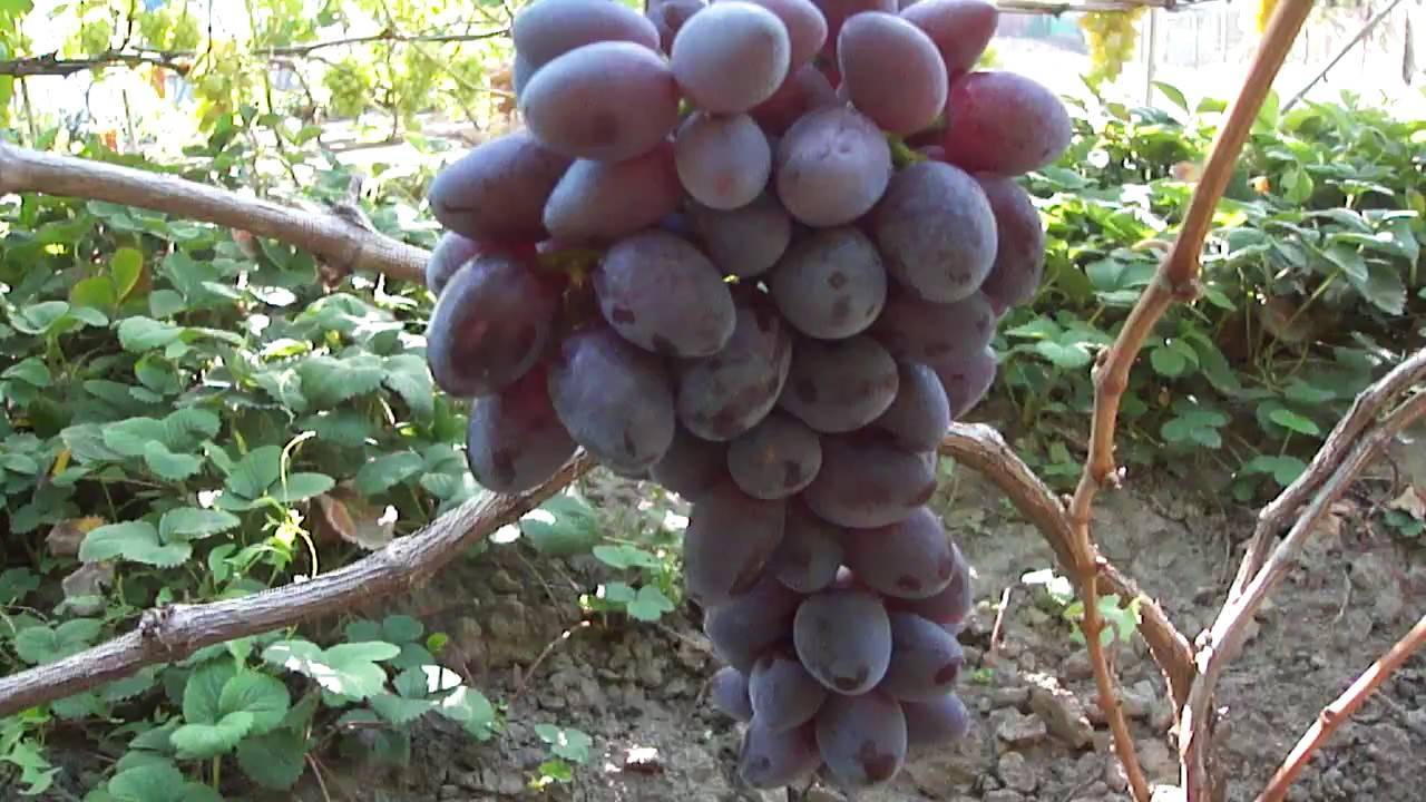 Виноград красотка