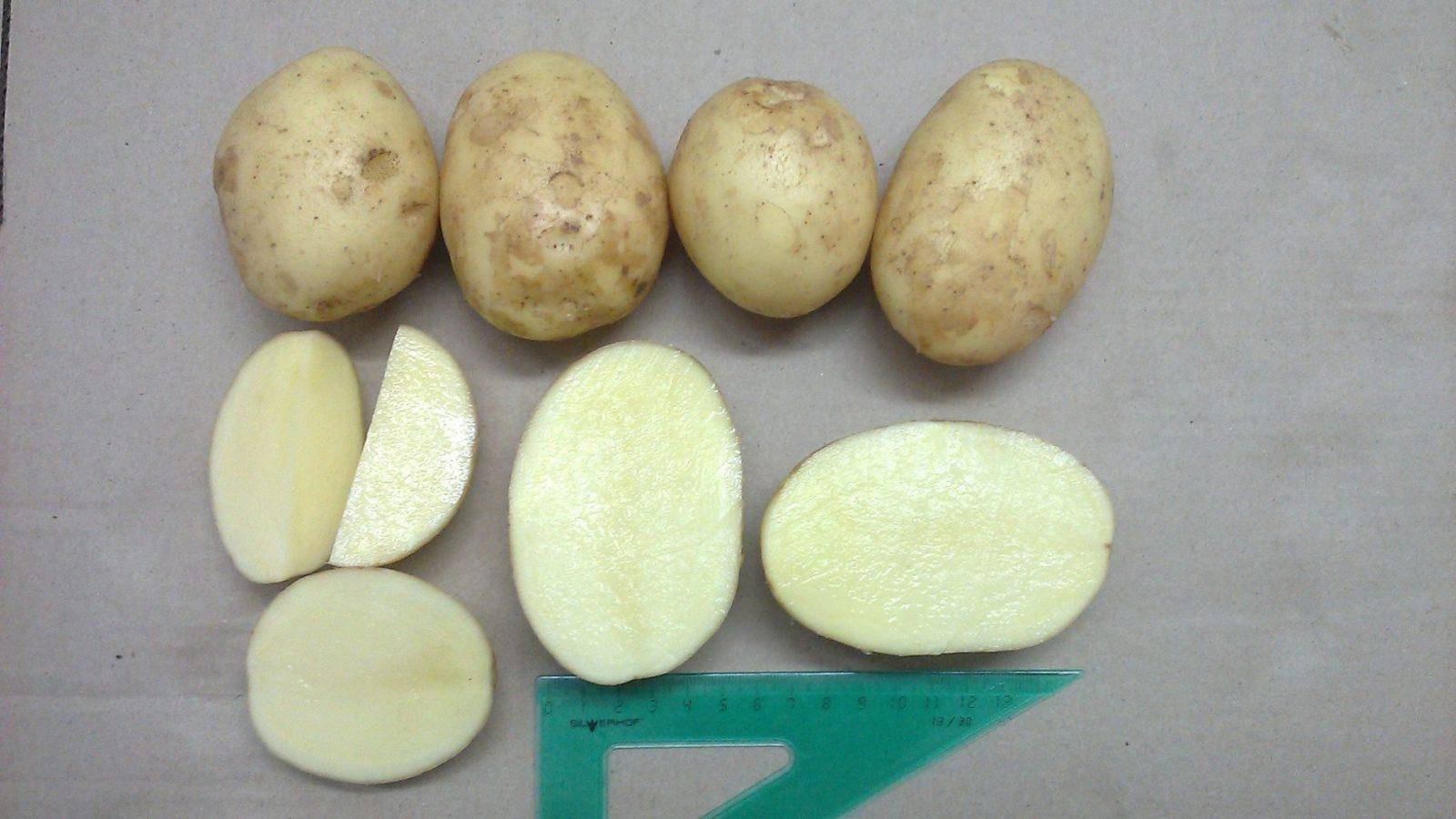 Сорт картофеля латона: описание, посадка и уход