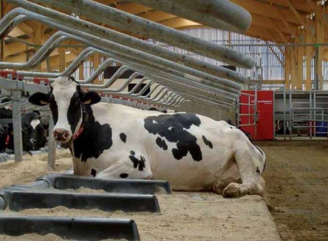 Вирусная диарея у коровы
