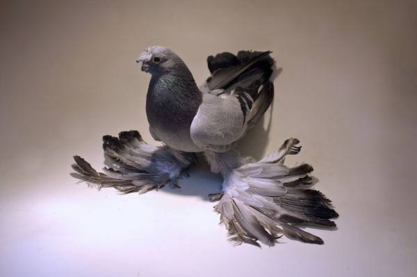 Особенности узбекских голубей